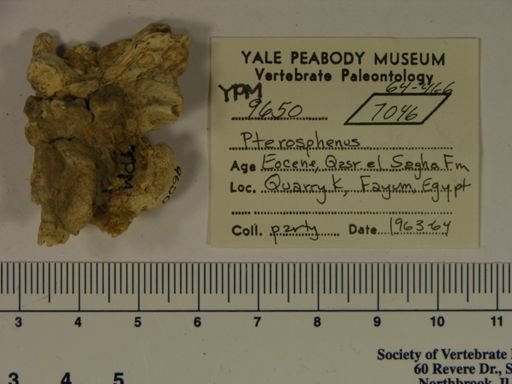 Pterosphenus sp.