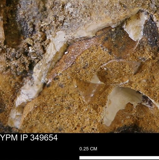 undet. Mollusca