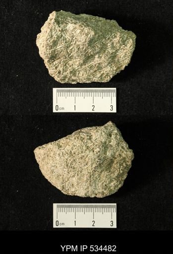 Serpulites coacervata