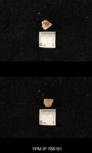 taxon undetermined