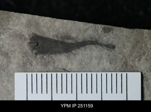 Cooksonia sp.