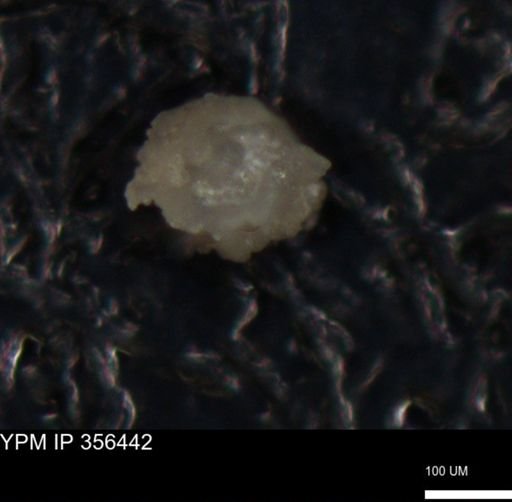 undet. Foraminiferida