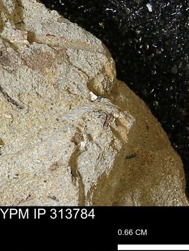 undet. Mollusca