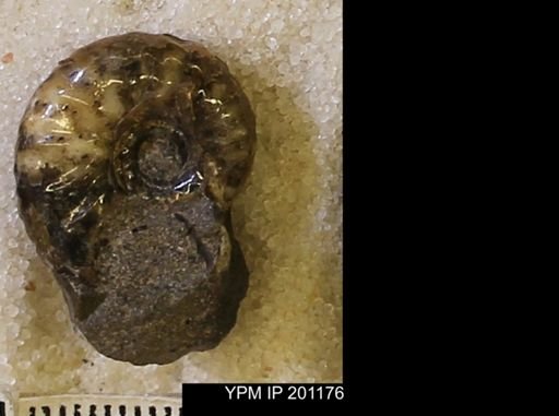 Hoploscaphites comprimus