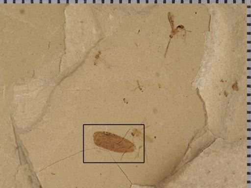 undet. Coleoptera