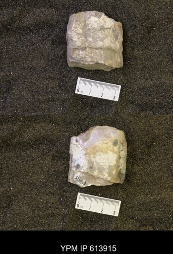 Baculites grandis