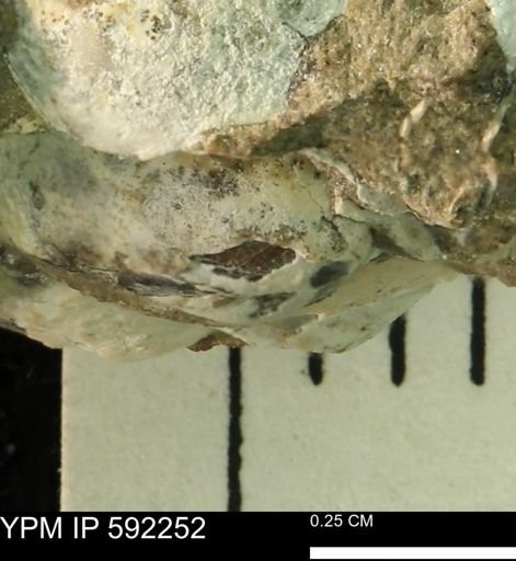 undet. Bivalvia