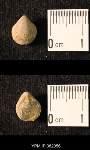 Ambocoelia planoconvexa