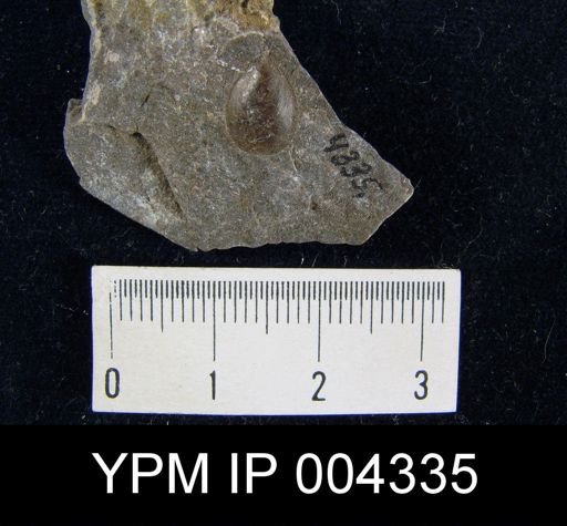 Lingula sp.
