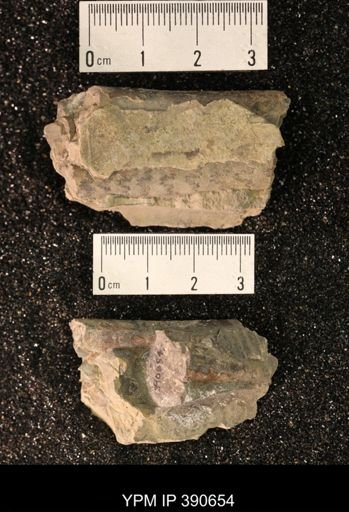 Baculites sp.