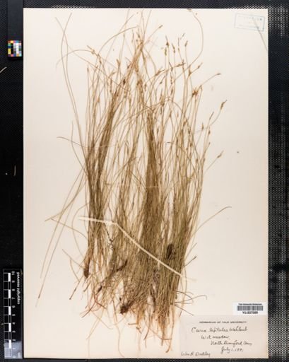 Carex leptalea