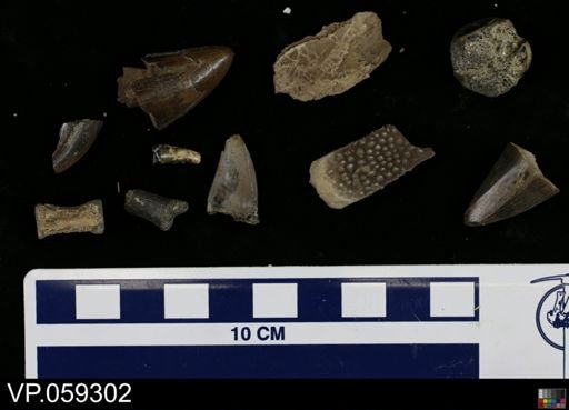 undet. Vertebrata