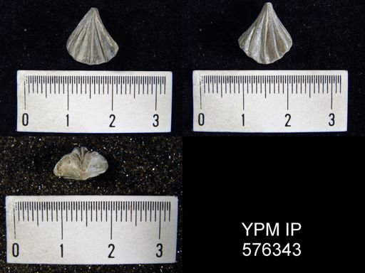 Rhynchotreta cuneata americana