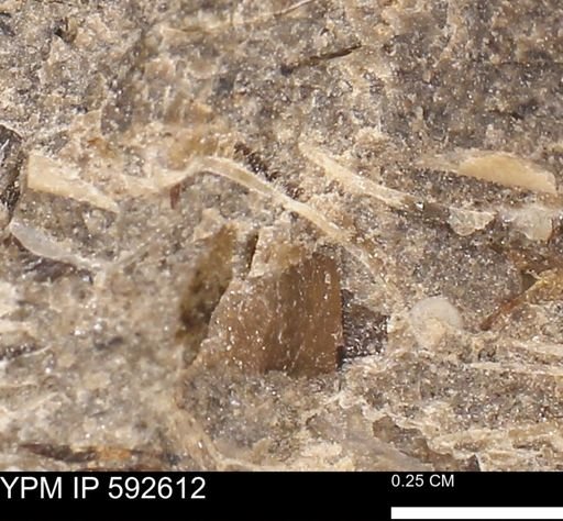 undet. Mollusca