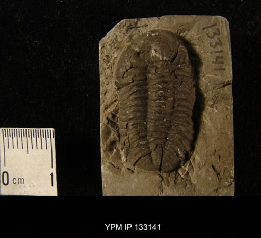 Phacops sp.