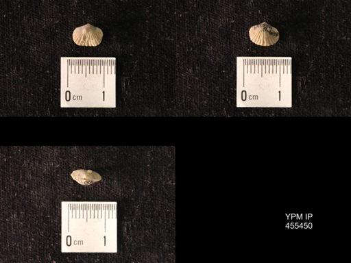 Platystrophia morrowensis