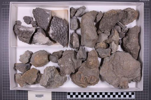 mixed taxa, stratigraphic collection