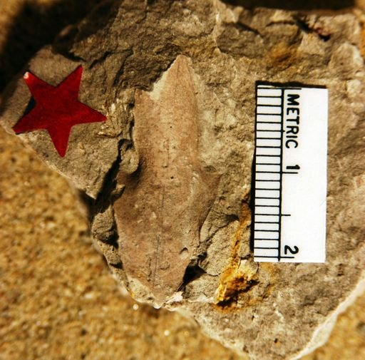 Quercus lehmanii