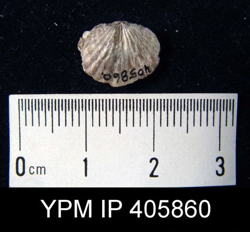 Anoplotheca hemispherica