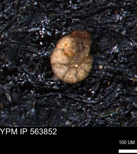 Alveolophragmium linki