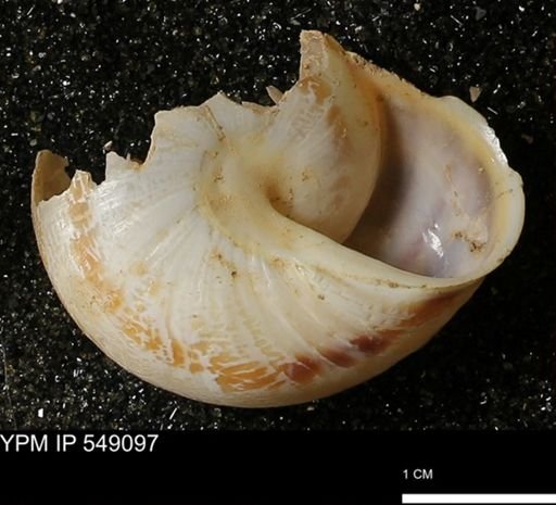 Helicidae?