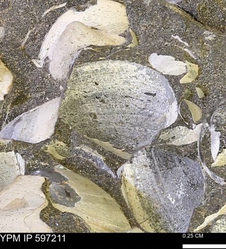Limopsis striatopunctatus