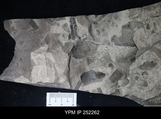 undet. Eurypterida