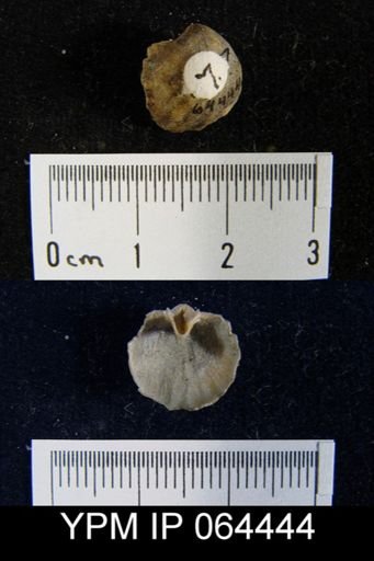 Sieberella roemeri