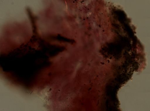 Ircinia strobilina
