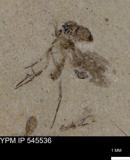 undet. Insecta