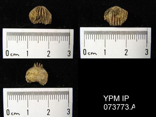 Camarotoechia perryvillensis
