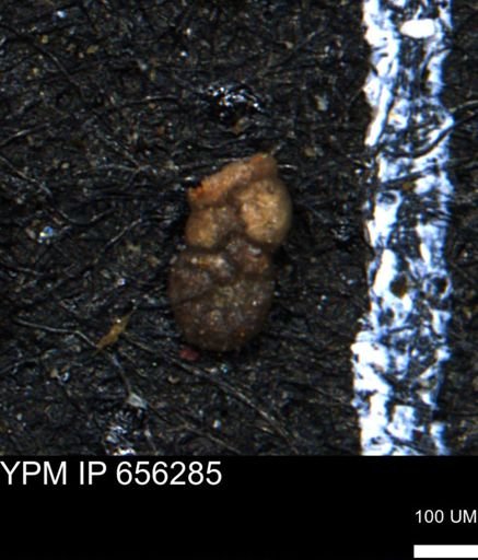 Ammobaculoides whitneyi