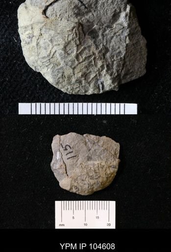 Corynotrypa dissimilis