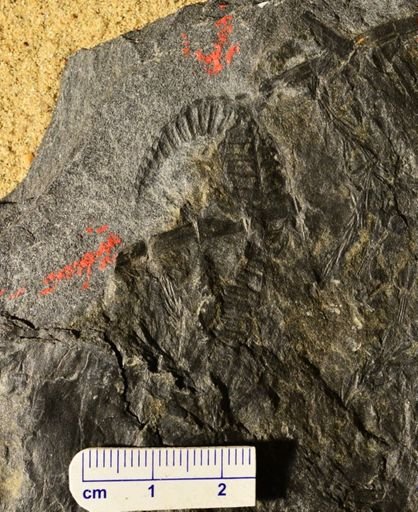 Pecopteris sp.