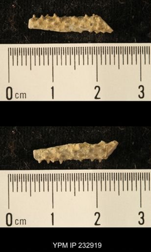 Archaeocidaris sp.