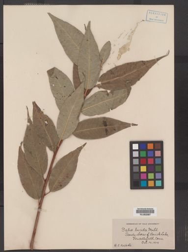Salix lucida