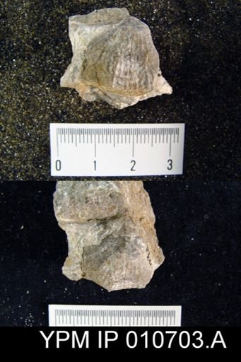 Productus semireticulatus hermosanus
