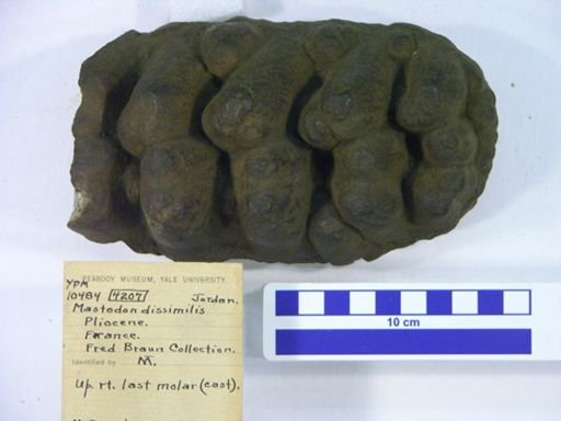 Anancus arvernensis