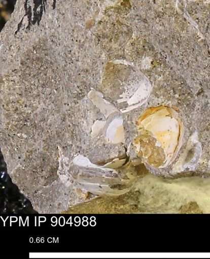 undet. Bivalvia