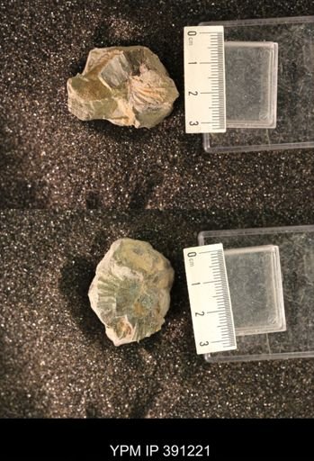 Scaphitidae