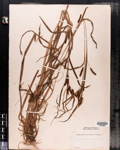 Carex granularis