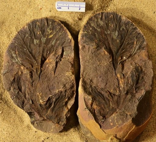 Aphlebia