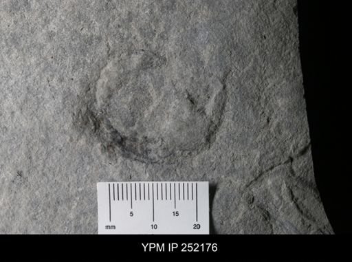 undet. Cephalopoda