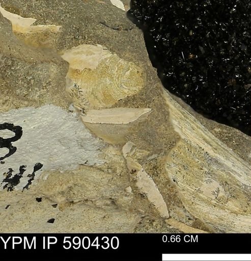 undet. Bivalvia
