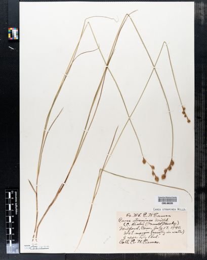 Carex straminea