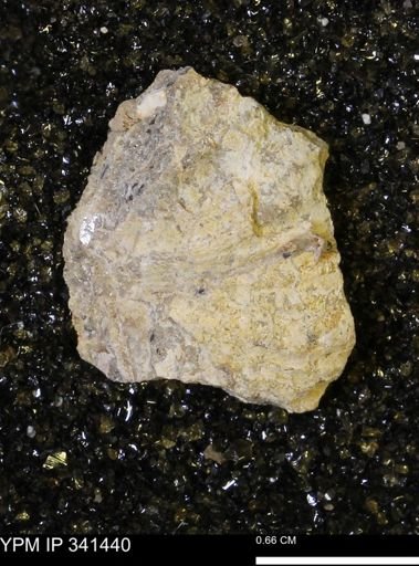 Scaphites sp.
