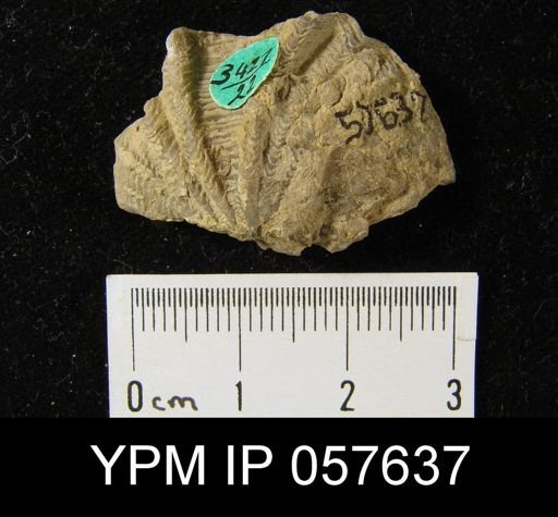 Leptaenisca adnascens