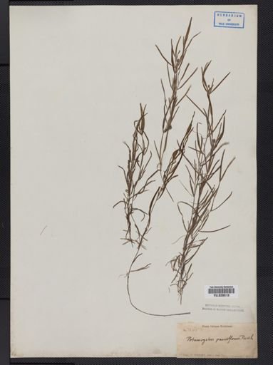 Potamogeton