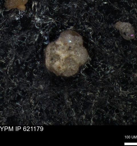 undet. Rugoglobigerinidae