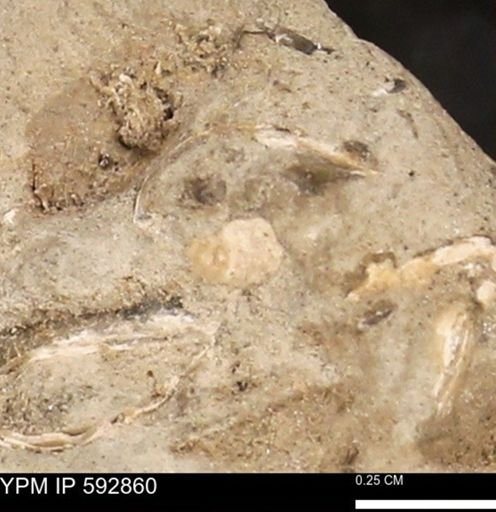 undet. Mollusca